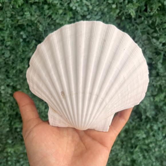 Shell Concha do Mar Cod 13