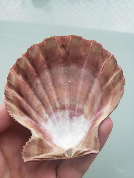 Shell concha do mar cod 21