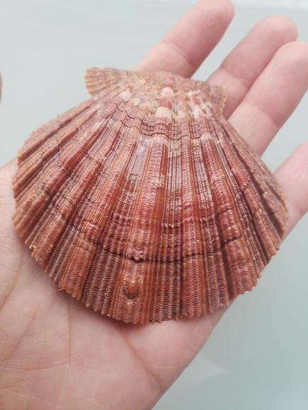 Shell concha do mar cod 21