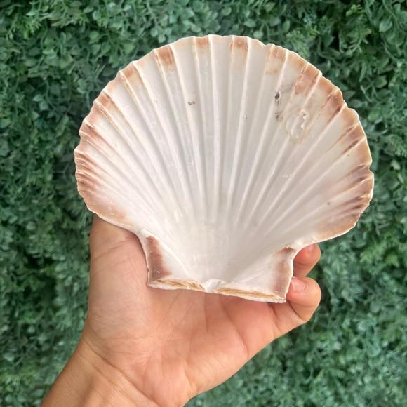 Shell Concha do Mar Cod 13