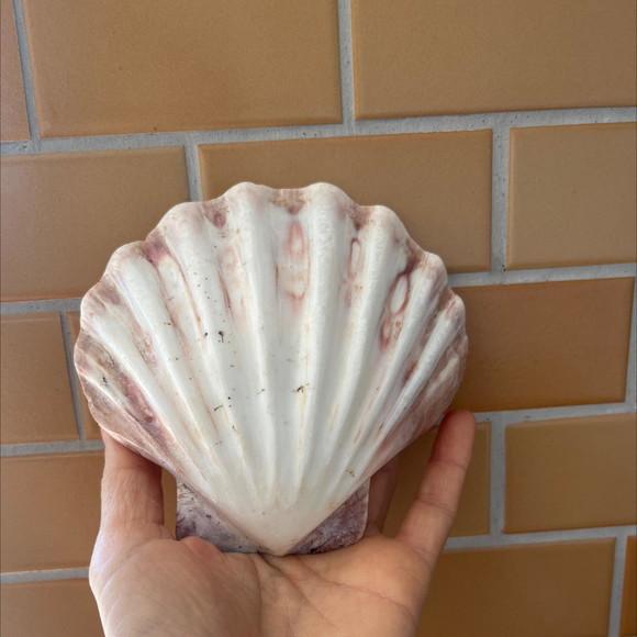 Shell Concha do Mar Cod 2