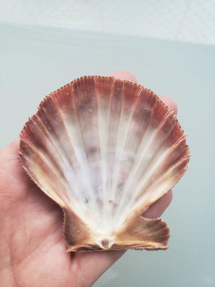 Shell concha do mar cod 22