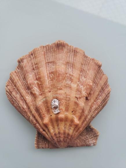 Shell concha do mar cod 26