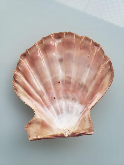 Shell concha do mar cod 26