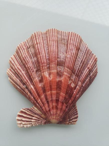 Shell concha do mar cod 22