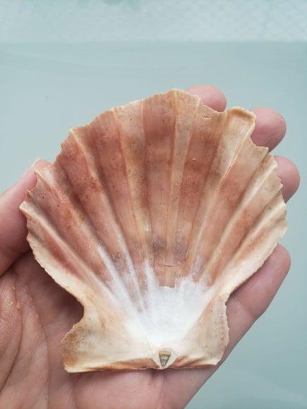 Shell concha do mar cod 25