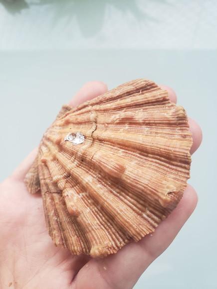 Shell concha do mar cod 26
