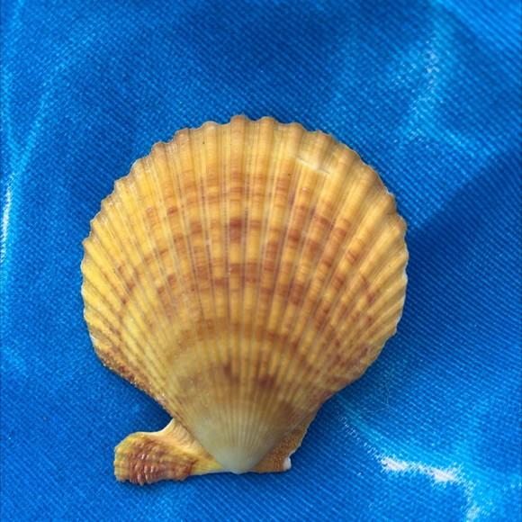 Shell concha do mar cod 23