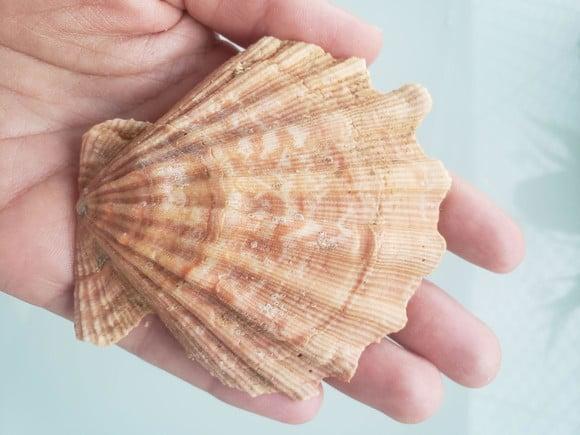 Shell concha do mar cod 25