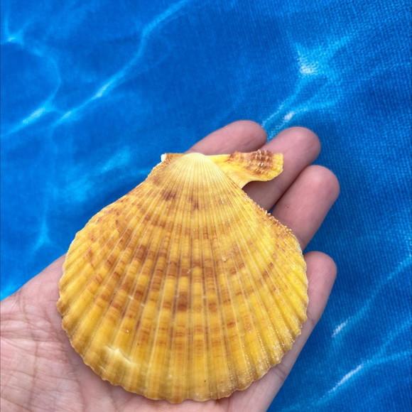Shell concha do mar cod 23