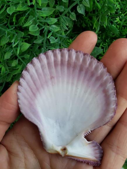 Shell concha do mar cod 31