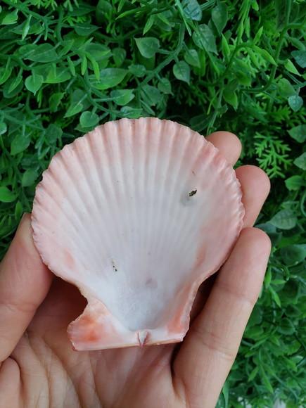 Shell concha do mar cod 30