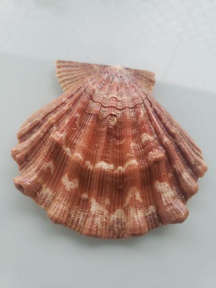 Shell concha do mar cod 27