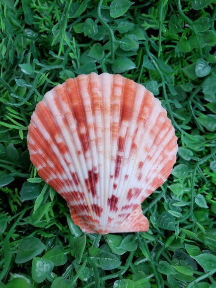 Shell Concha do Mar Cod 32