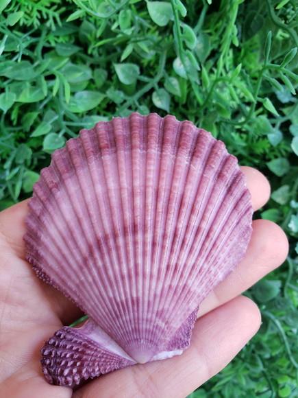 Shell concha do mar cod 31