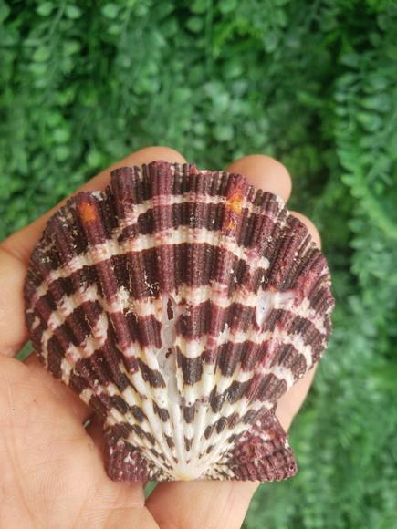 Shell Concha Do Mar Cod 26