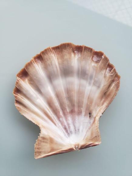 Shell concha do mar cod 27