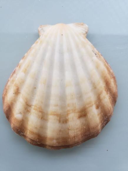 Shell concha do mar cod 50