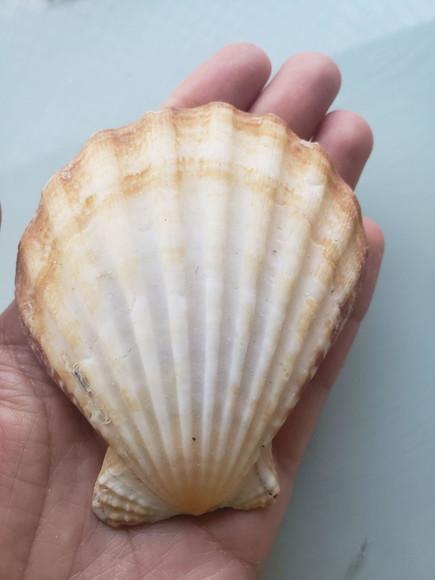 Shell concha do mar cod 50