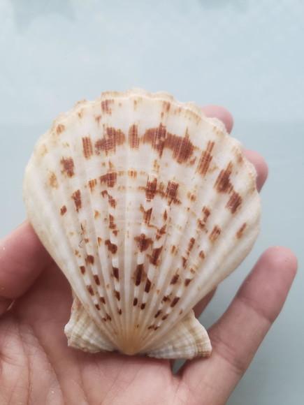 Shell concha do mar cod 51