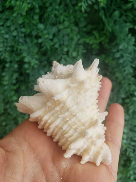 Shell Concha Do Mar Cod 52