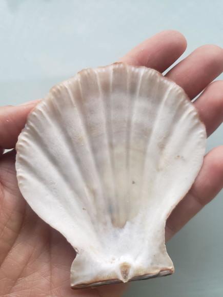 Shell concha do mar cod 52