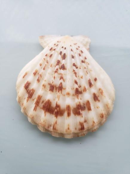 Shell concha do mar cod 51
