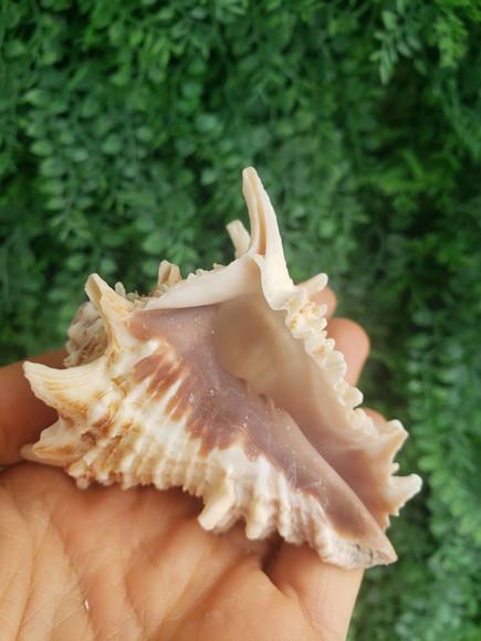 Shell Concha Do Mar Cod 50