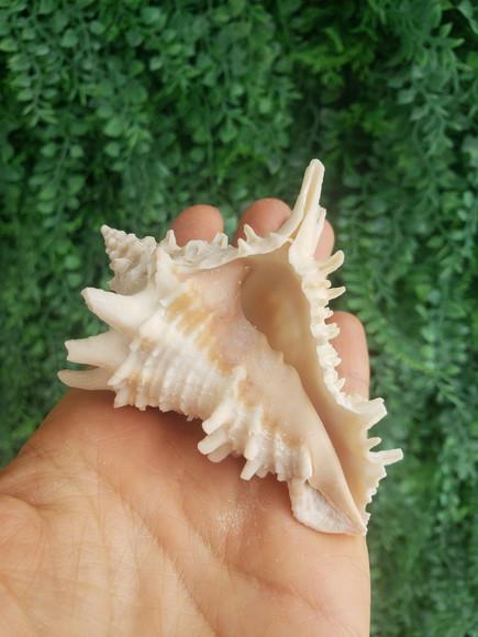 Shell Concha Do Mar Cod 53
