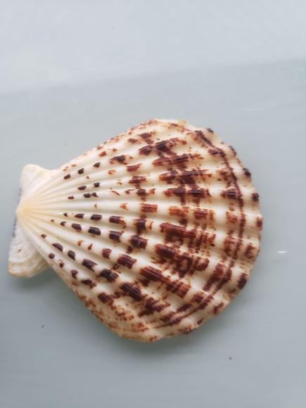 Shell concha do mar cod 55