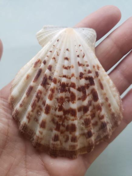 Shell concha do mar cod 54