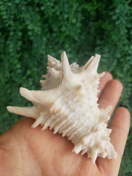 Shell Concha Do Mar Cod 53