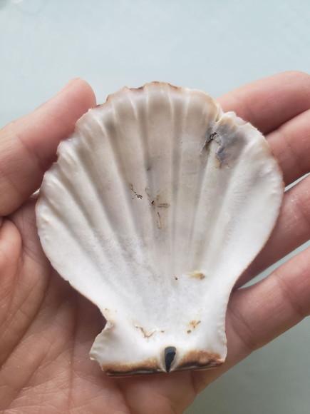 Shell concha do mar cod 54