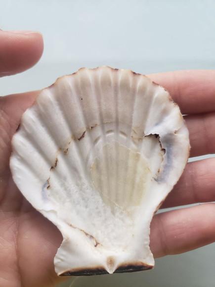 Shell concha do mar cod 55