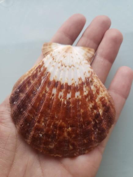 Shell concha do mar cod 53