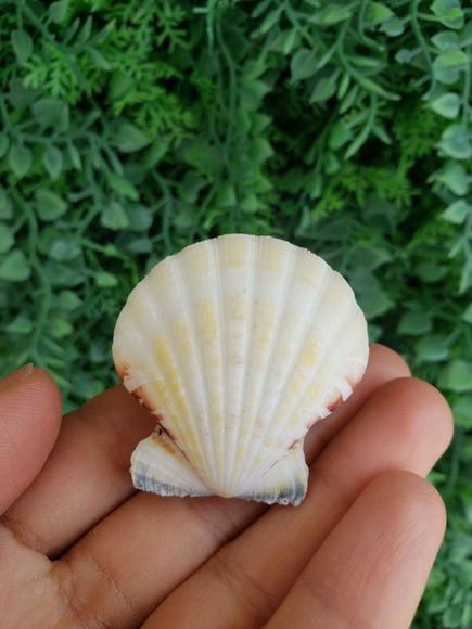 Shell Concha Do Mar Cod 530