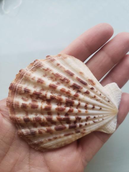 Shell concha do mar cod 54