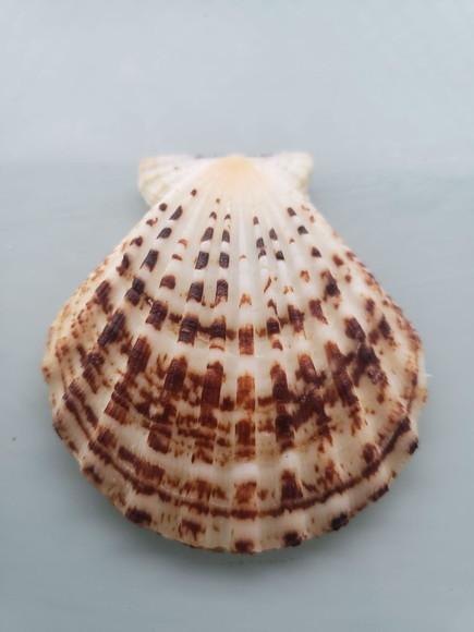 Shell concha do mar cod 55