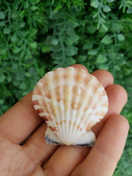 Shell Concha Do Mar Cod 530
