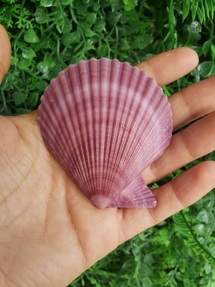 Shell concha do mar cod 56