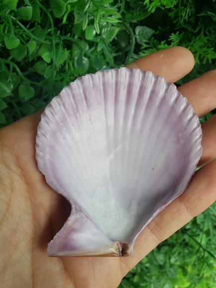 Shell concha do mar cod 56