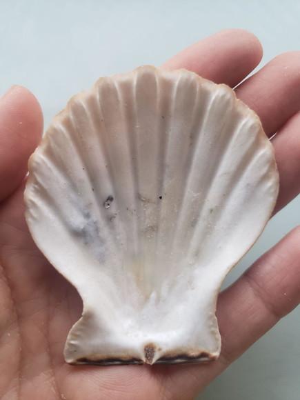 Shell concha do mar cod 58