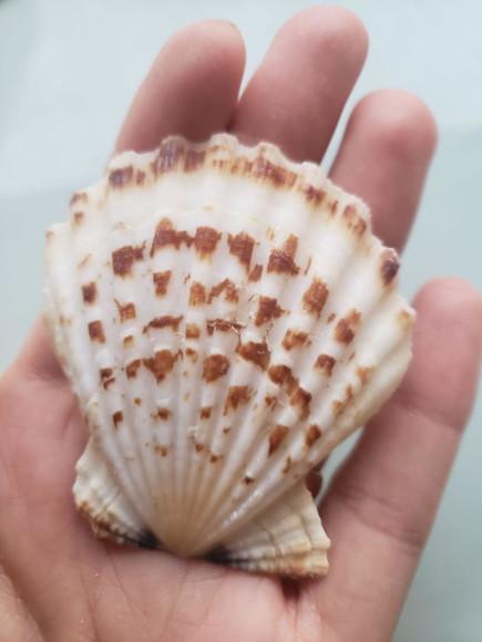 Shell concha do mar cod 59