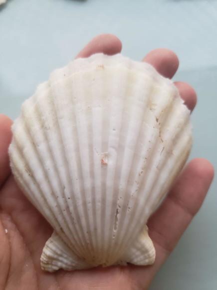 Shell concha do mar cod 60