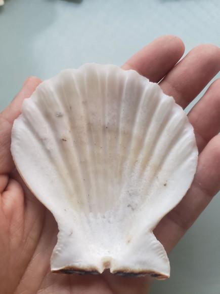 Shell concha do mar cod 60