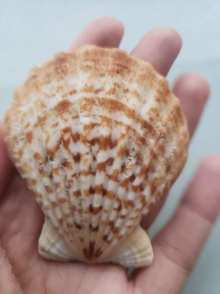 Shell concha do mar cod 58