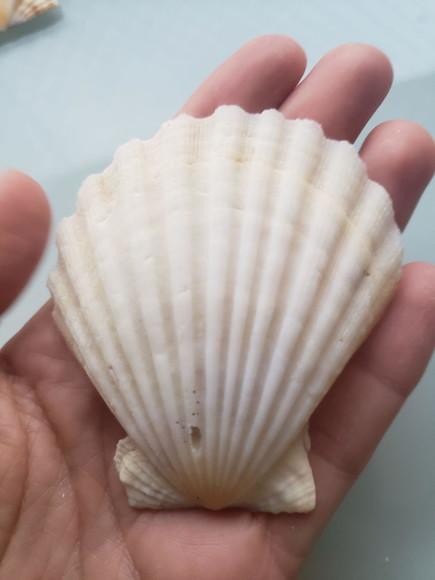 Shell concha do mar cod 62
