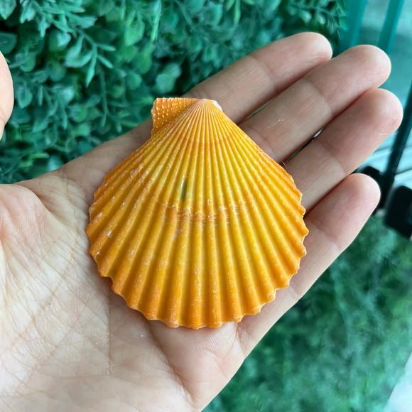 Shell Concha do Mar Cod 68