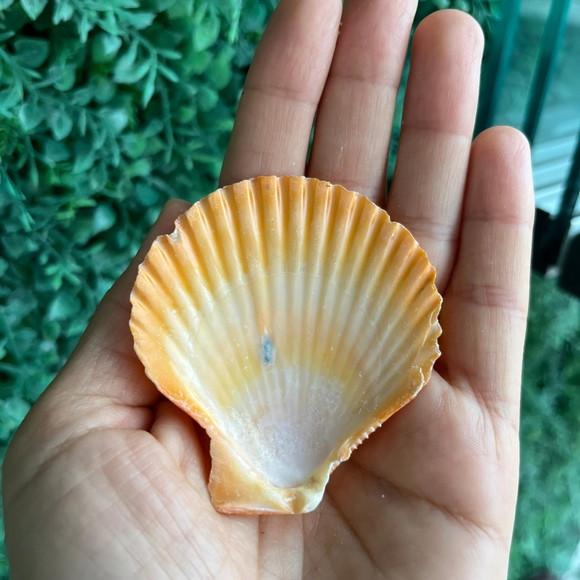 Shell Concha do Mar Cod 68