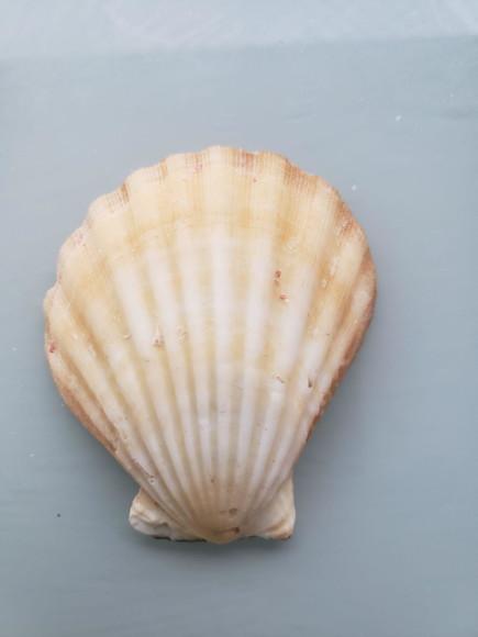 Shell concha do mar cod 61